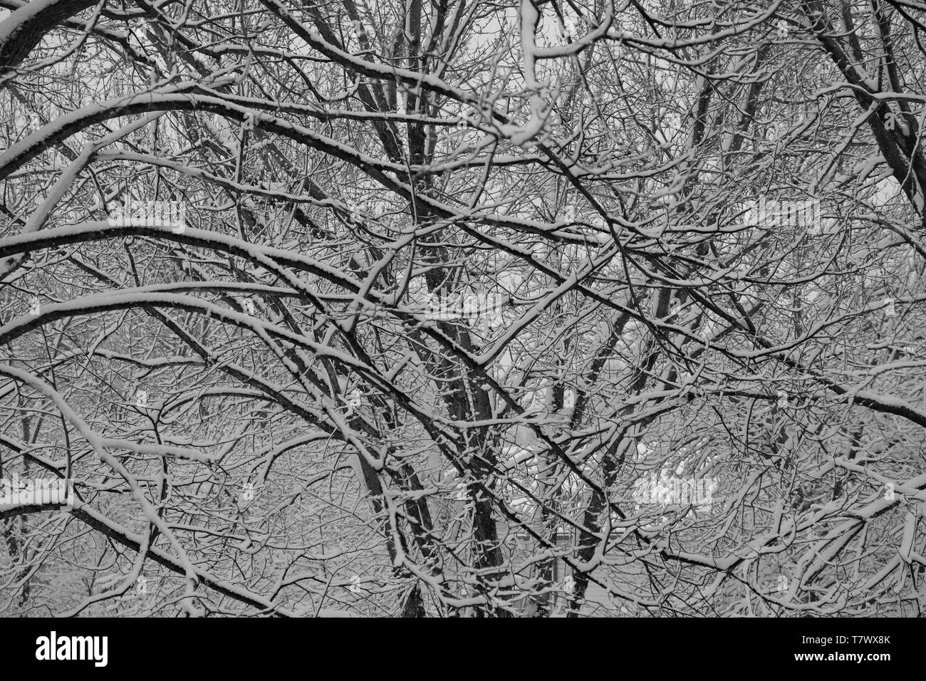 A Picture of a an April Snow Fall in Minnesota Stock Photo Alamy