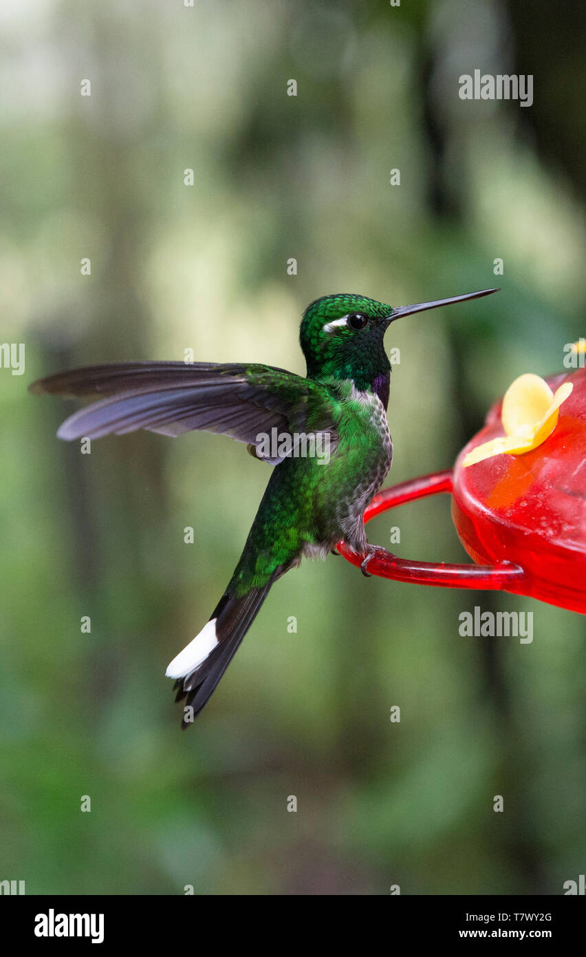 Hummingbirds come and feed on honeyed water near Mindo near Quito Ecuador. Stock Photo