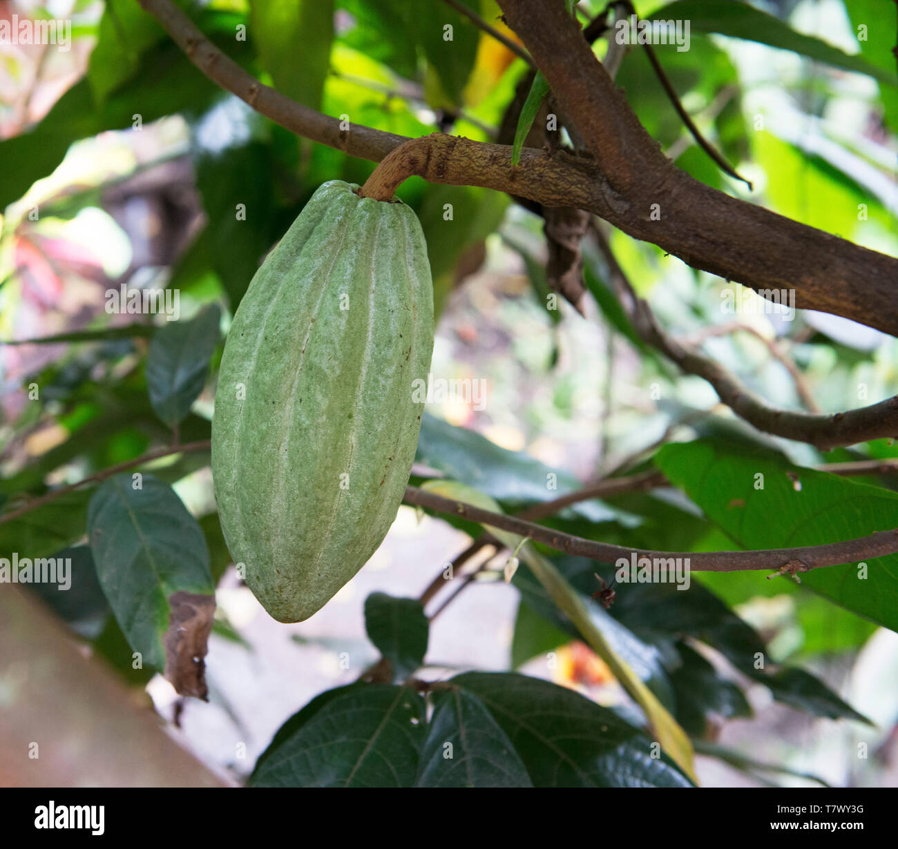 The rare cacao pod for exclusive chocolate in Mindo Ecuador, on the tree and inside, makes the best chocolate Stock Photo