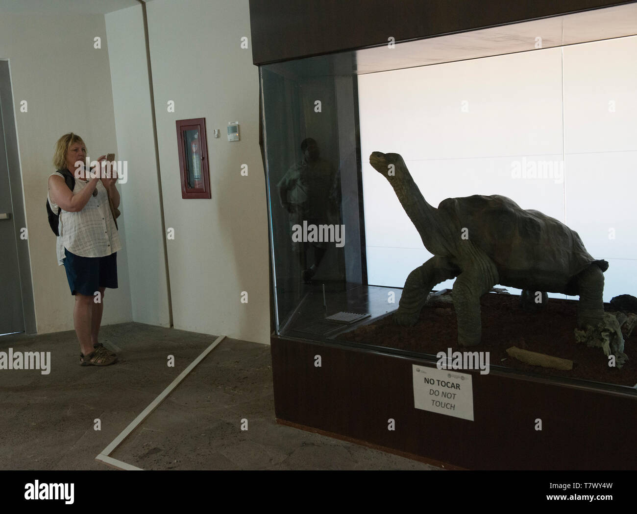 Lonesome George ,the remains of the now extinct giant tortoise from Pinta Island is on display at Darwin Centre ,on Island Santa Cruz Stock Photo