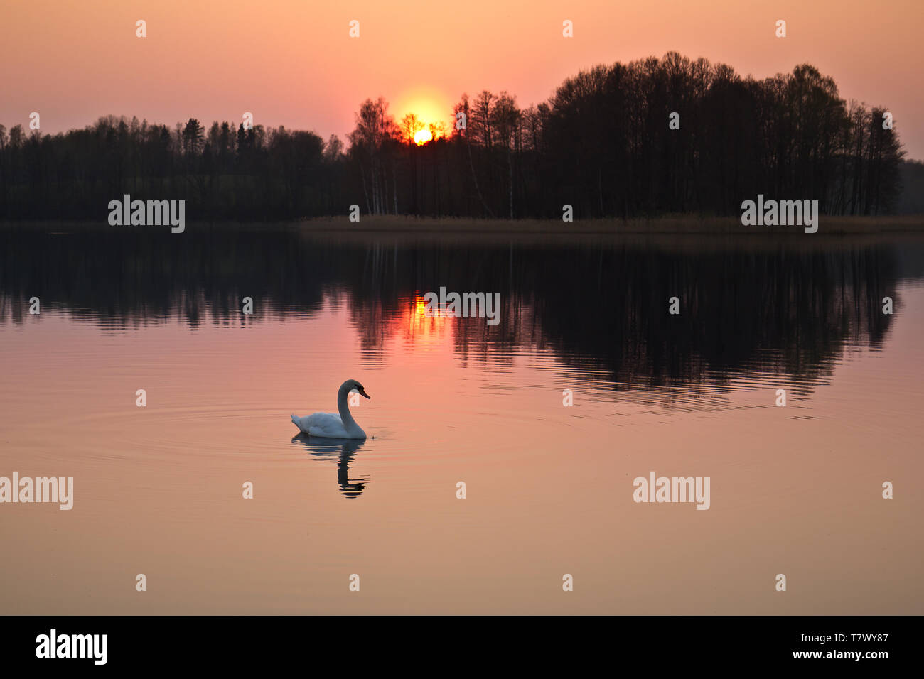 Swan in the sunset Stock Photo