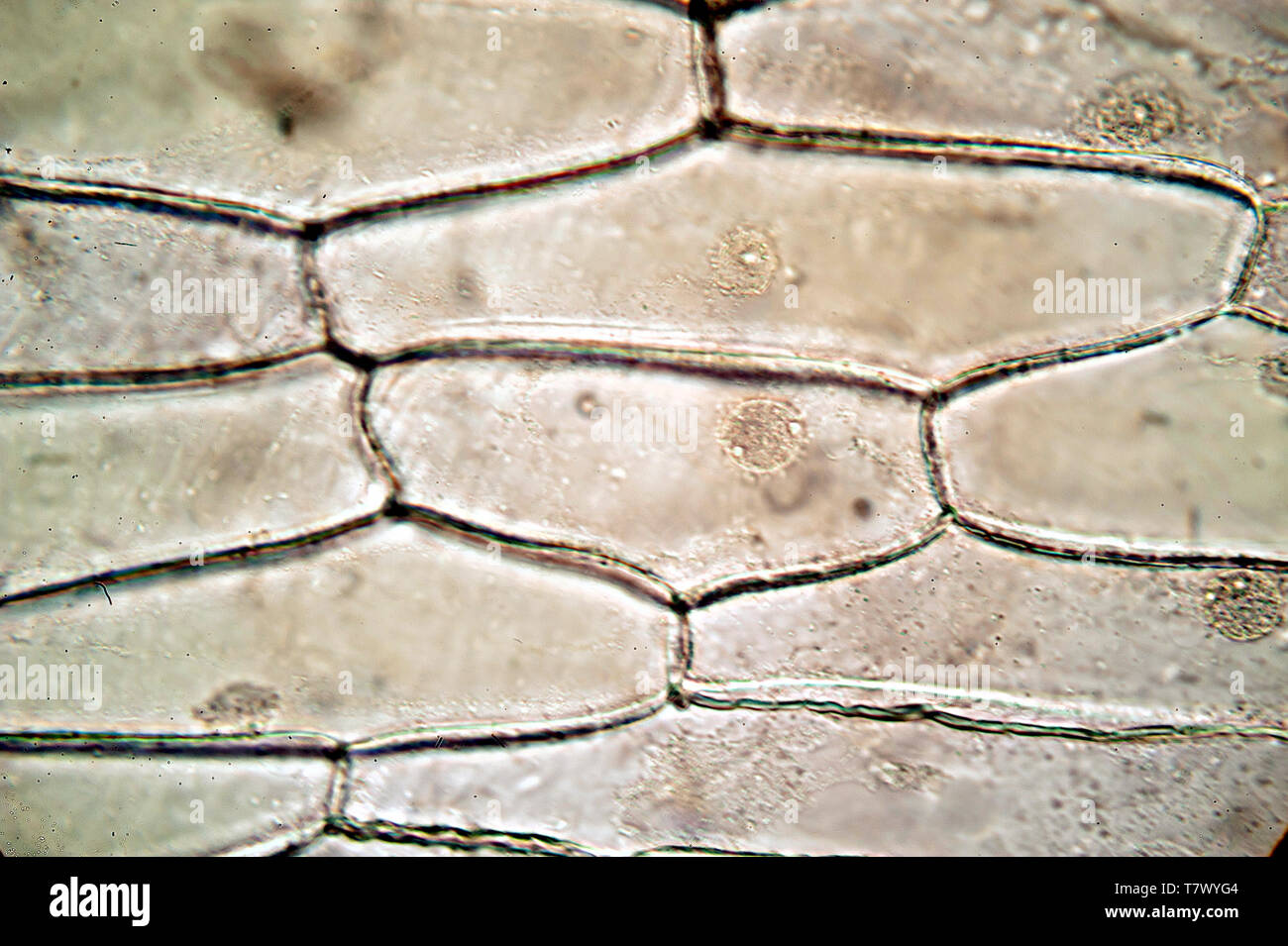 Onion cell microscope hires stock photography and images Alamy