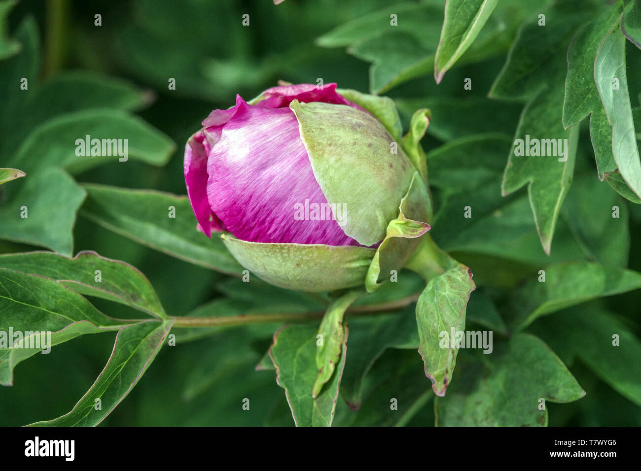 Tree peony bud, pink blossoms Stock Photo