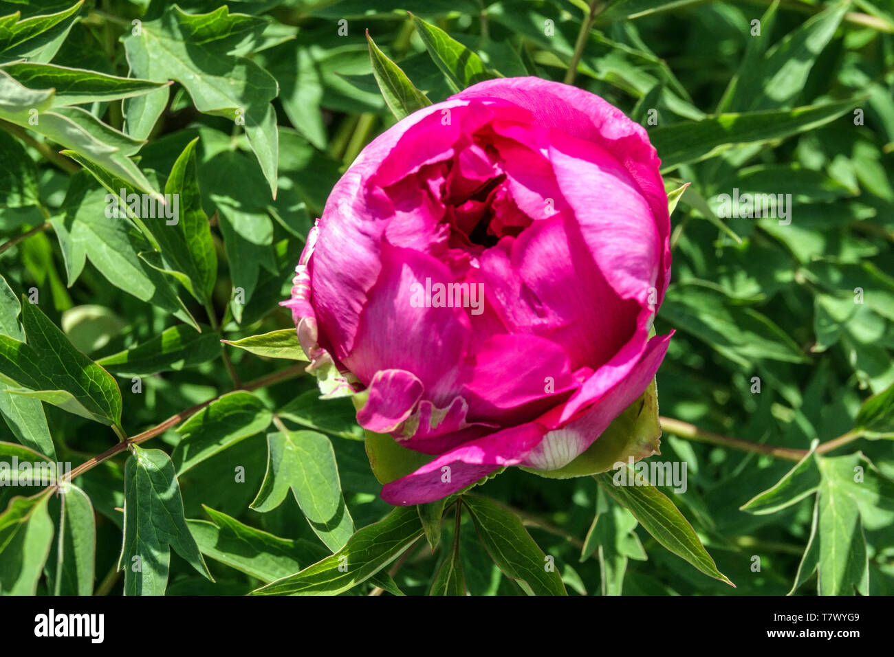 Tree peony bud, red blossoms opening Stock Photo