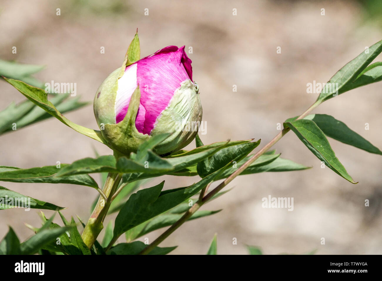 Tree peony bud, pink budding Stock Photo