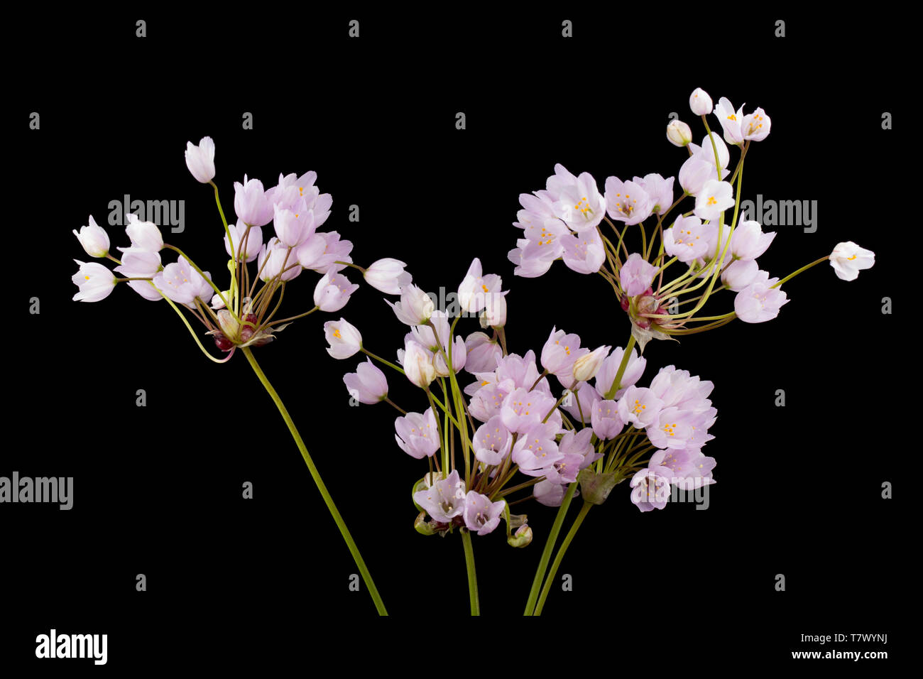 An example of Rosy Garlic, Allium roseum, found growing on a grassy roadside verge near Abbotsbury, Dorset England UK GB. It is a Mediterranean plant  Stock Photo