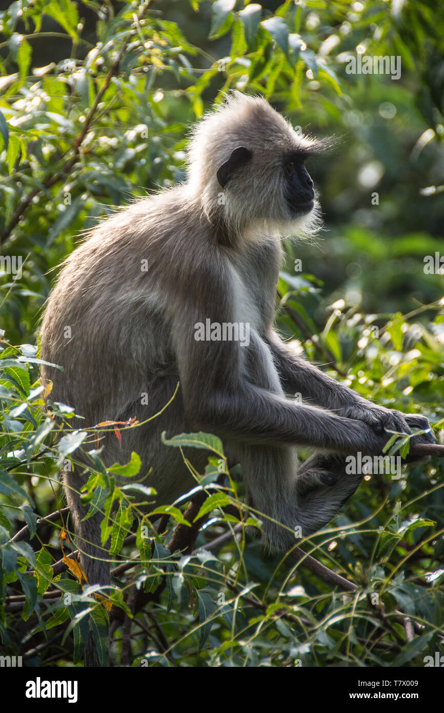 Grey Langur monkey (Semnopithecus priam) in the trees bordering the Heritance Kandalama Hotel, Sri Lanka. Stock Photo