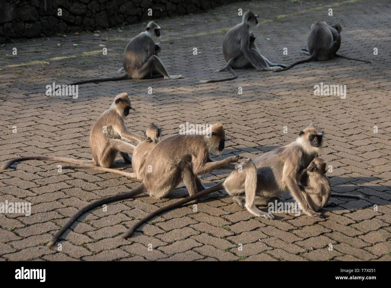 Family of Grey Langur monkeys (Semnopithecus priam) gathered on the driveway to the Heritance Kandalama Hotel, Sri Lanka. Stock Photo