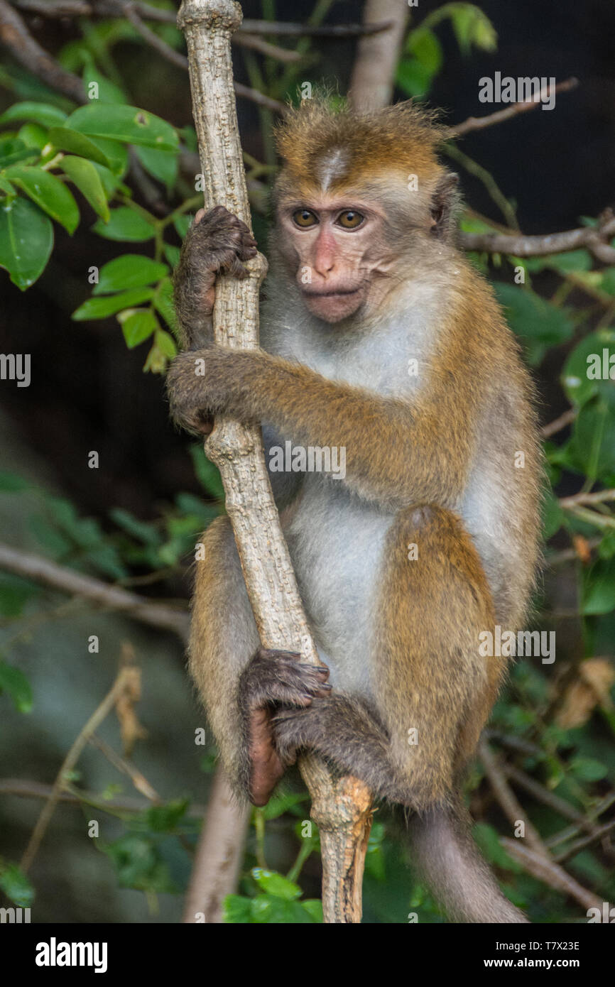 Young Toque Macaque (Macaca sinica) in the trees  bordering the Heritance Kandalama Hotel, Sri Lanka. Stock Photo