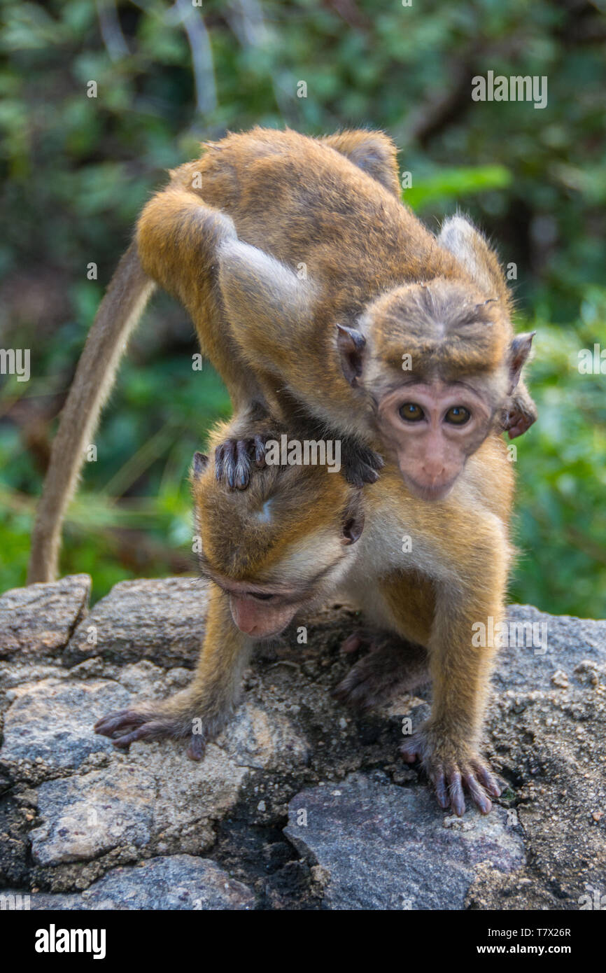 Young Toque Macaques (Macaca sinica) playing on a wall  bordering the Heritance Kandalama Hotel, Sri Lanka. Stock Photo