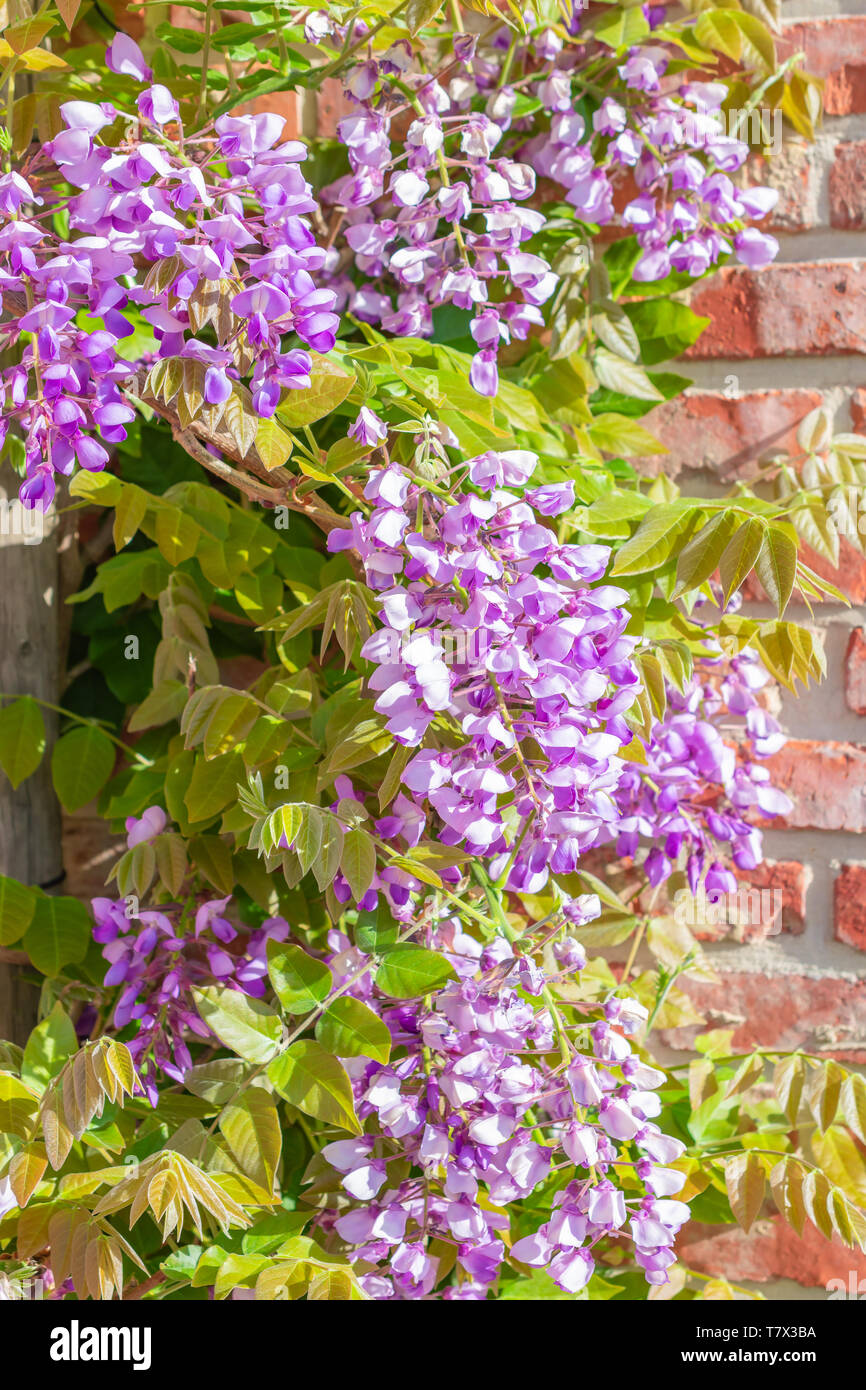 Purple wisteria close up hires stock photography and images Alamy