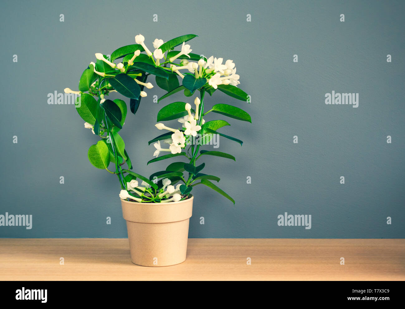 White scented flowering Stephanotis plant with arch shape in flower pot against dark colored wall background. Stephanotis Floribunda, Madagascar Jasmi Stock Photo