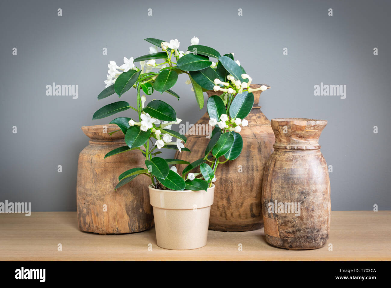 Flowering Stephanotis plant in pot, wooden vases in the backgound. Stock Photo