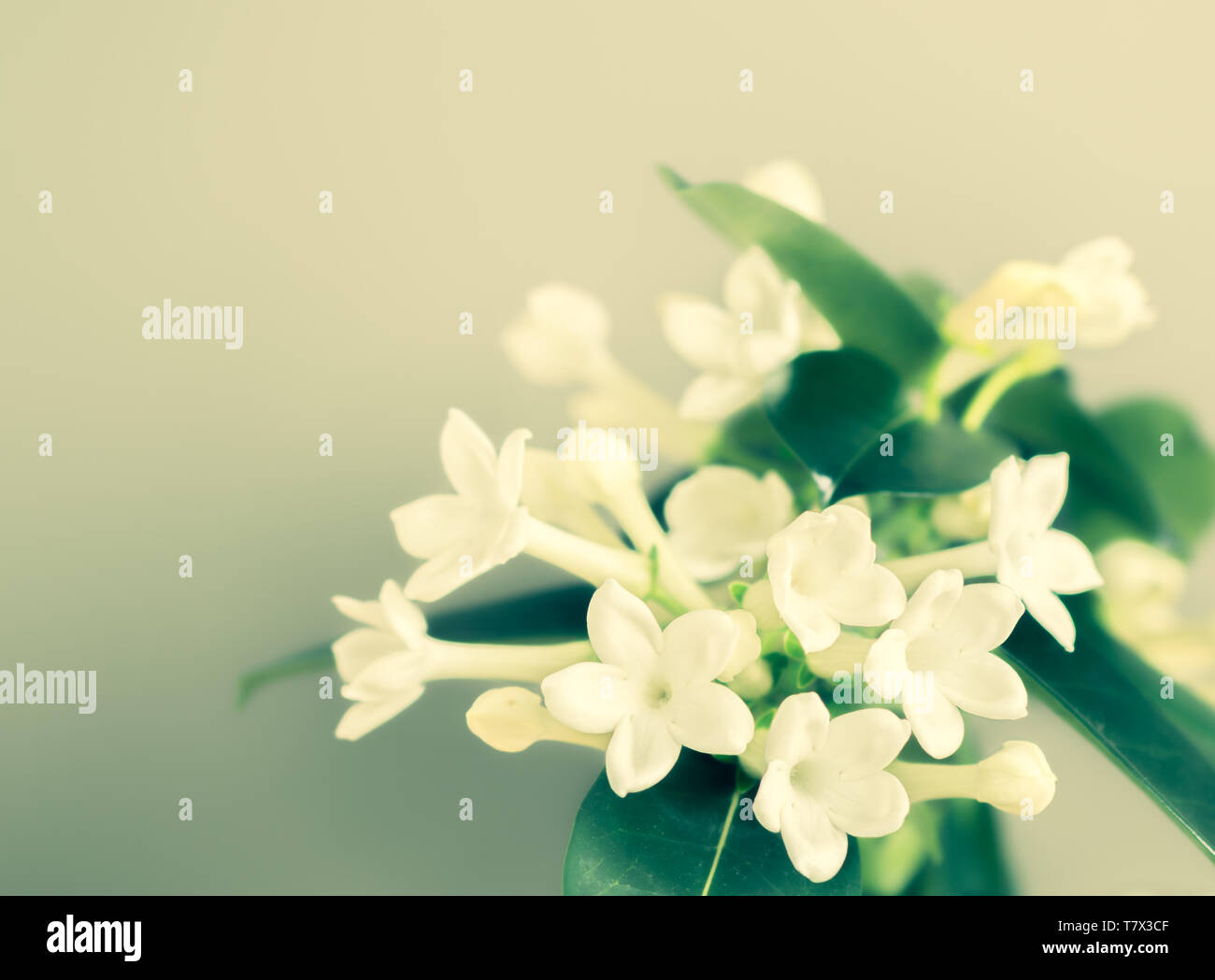 Small white flowers of Madagascar Jasmine (Stephanotis floribunda). Stock Photo