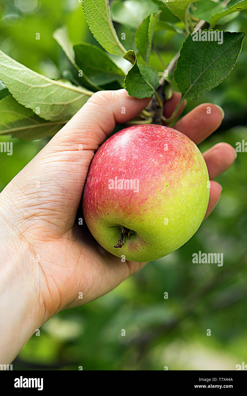 Red side apple on tree branch surrounded by green leaves. Woman's hand is holding apple just before picking it. Harvest season and healthy eating conc Stock Photo