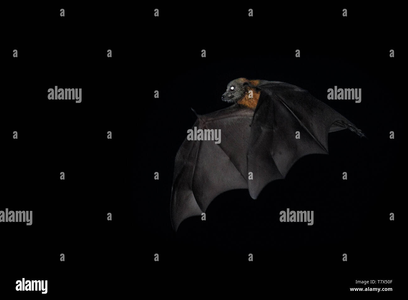 Pteropus poliocephalus - Gray-headed Flying Fox in the night, flying away from day site Stock Photo