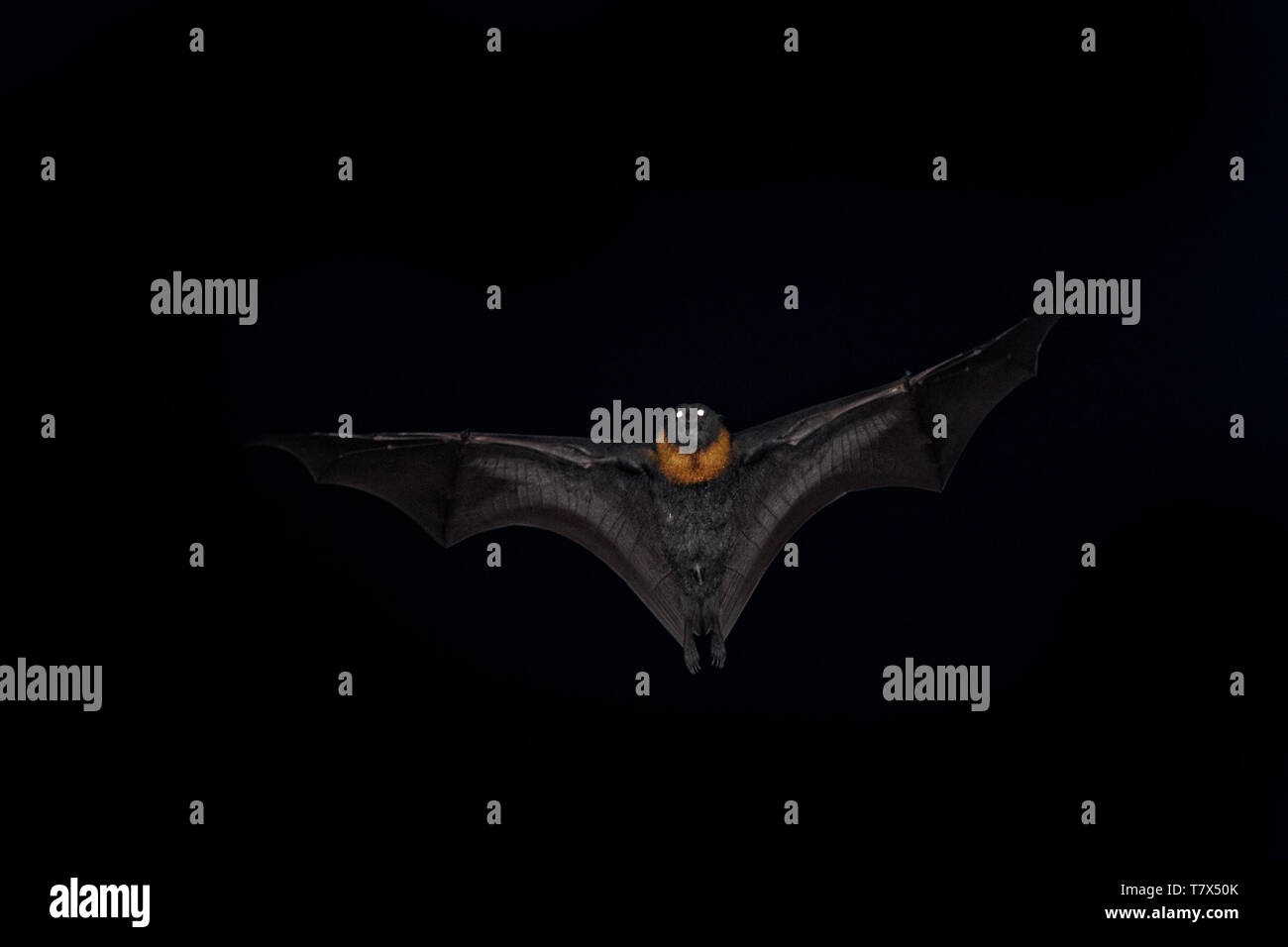 Pteropus poliocephalus - Gray-headed Flying Fox in the night, flying away from day site Stock Photo