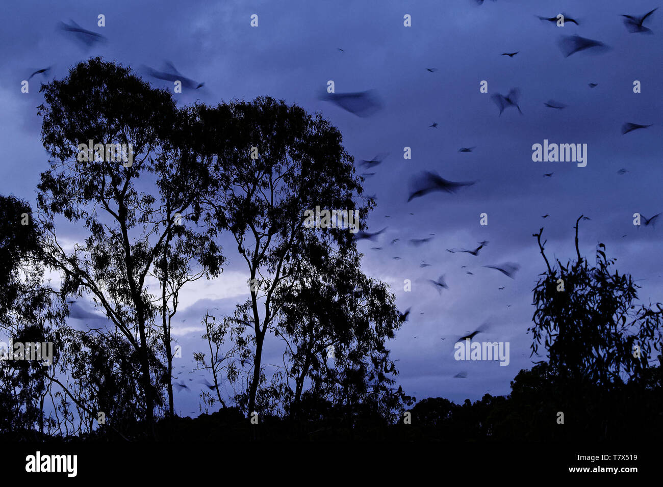 Pteropus poliocephalus - Gray-headed Flying Fox in the night, fly away from day site, hang down on the branch Stock Photo