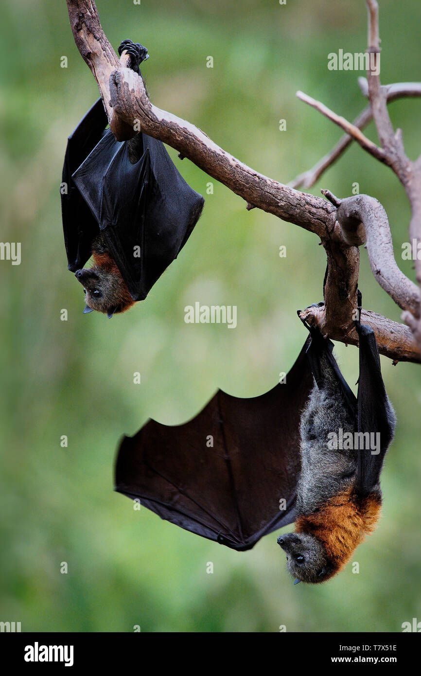 Pteropus poliocephalus - Gray-headed Flying Fox in the evening, fly away from day site, hang down on the branch Stock Photo