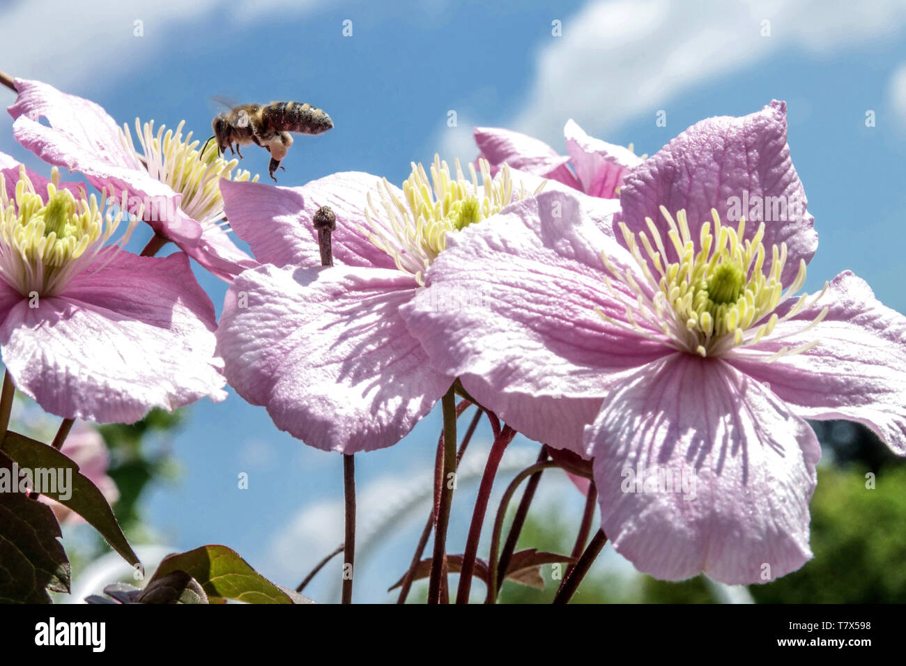 Clematis montana 'Rubens', close up bee on flower, pink blossoms Bee Clematis rubens Stock Photo