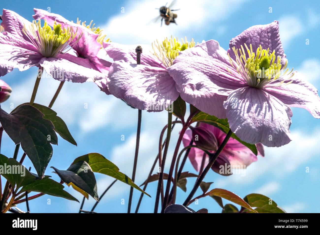 Clematis montana 'Rubens', pink blossoms Large blooms Clematis rubens Stock Photo