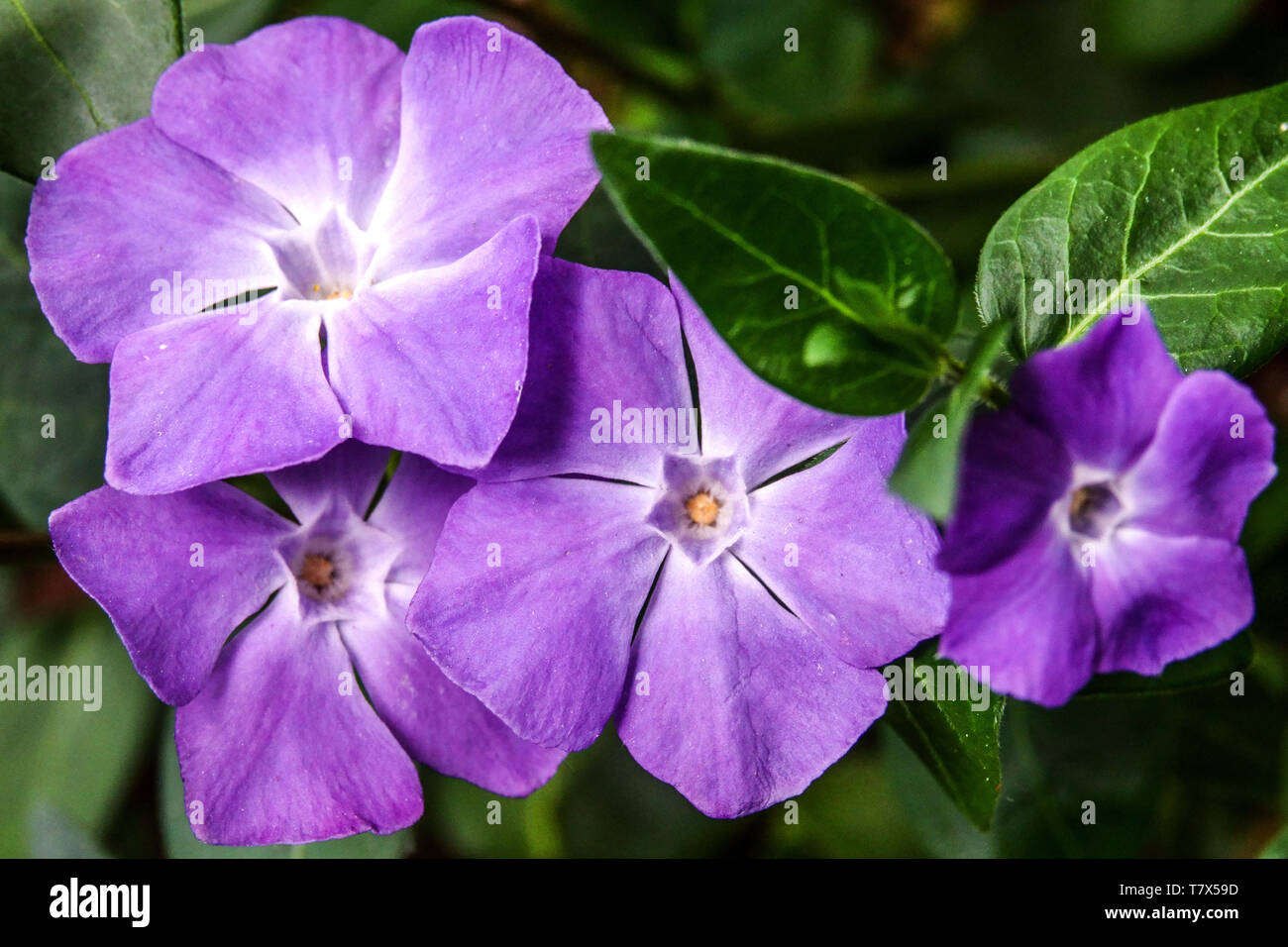 Greater Periwinkle, Vinca major, close up blue blossoms Stock Photo