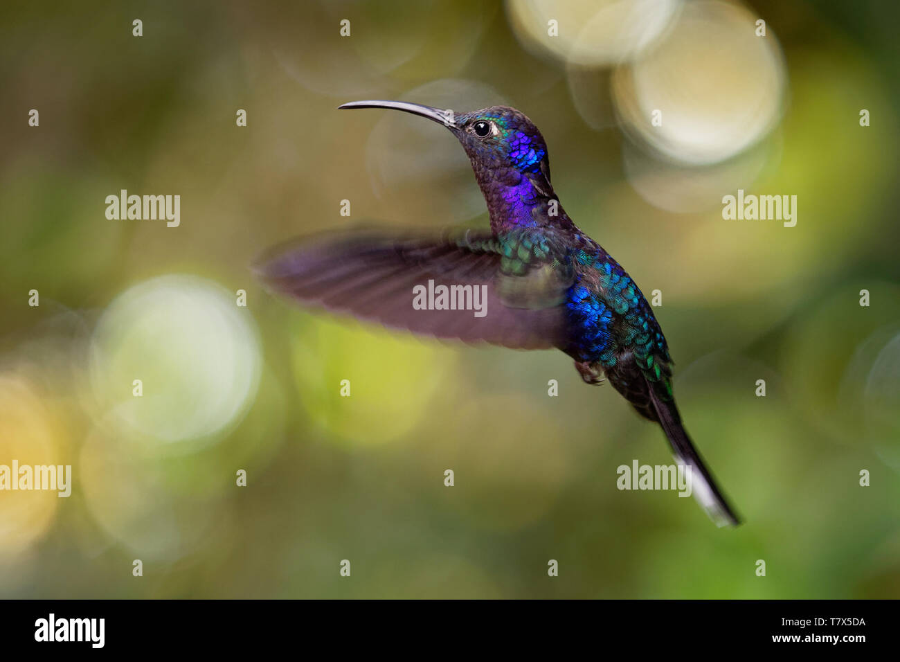 Violet Sabrewing - Campylopterus hemileucurus very large hummingbird native to southern Mexico and Central America as far as Costa Rica and Panama. Fl Stock Photo