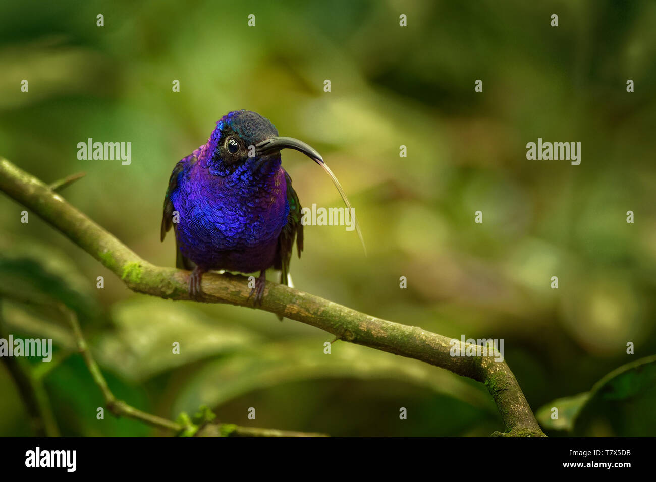 Violet Sabrewing - Campylopterus hemileucurus very large hummingbird native to southern Mexico and Central America as far as Costa Rica and Panama. Stock Photo