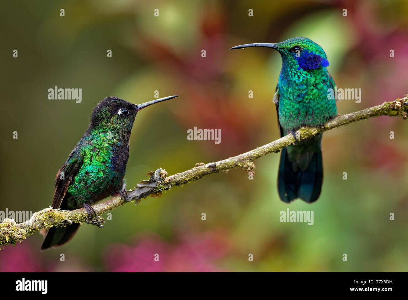 Fiery-throated Hummingbird - Panterpe insignis and Green Violet-ear - Colibri thalassinus on one branch in Costa Rica. Stock Photo