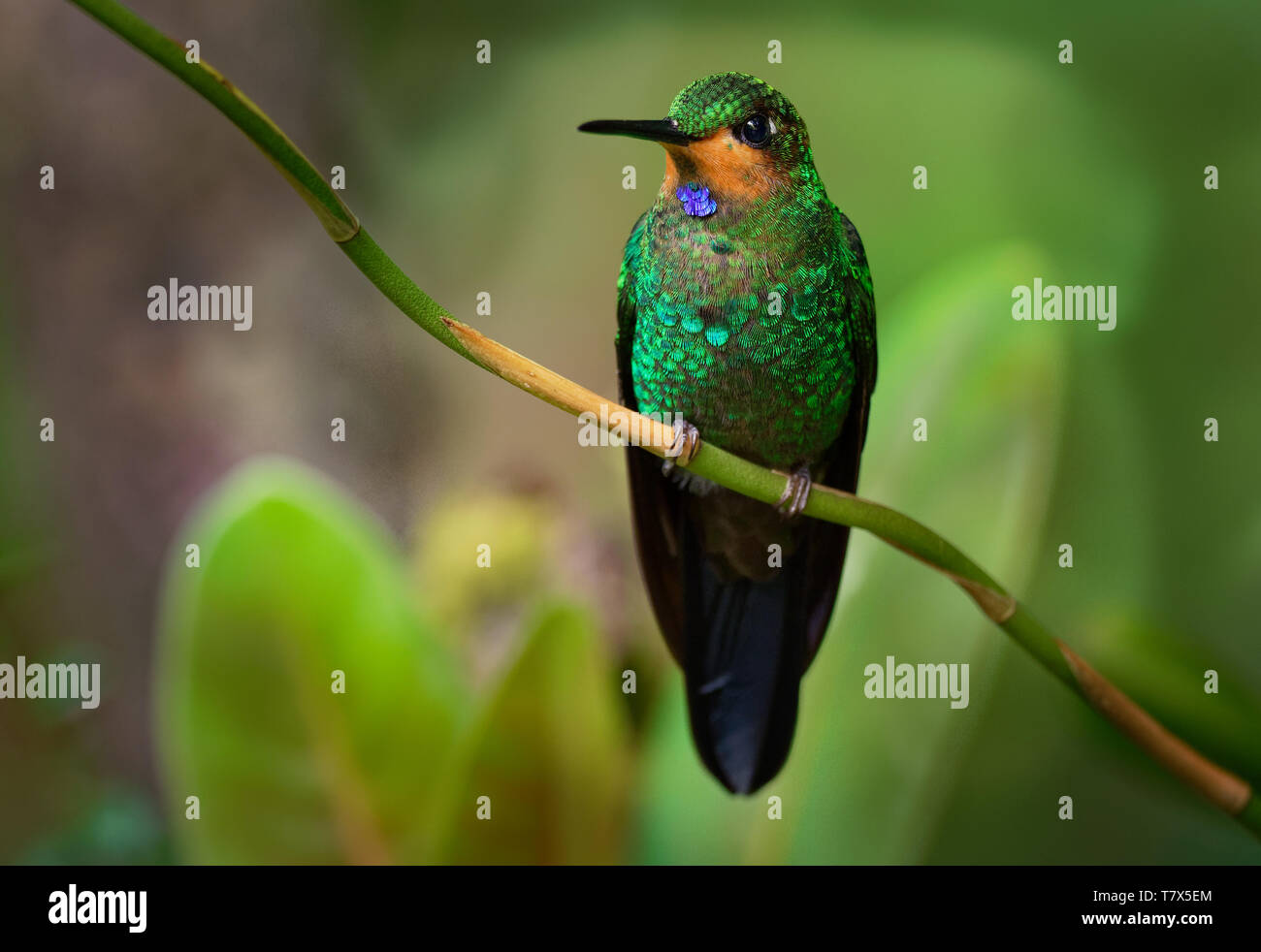 Green-crowned Brilliant - Heliodoxa jacula large, robust hummingbird that is a resident breeder in the highlands from Costa Rica to western Ecuador. Stock Photo