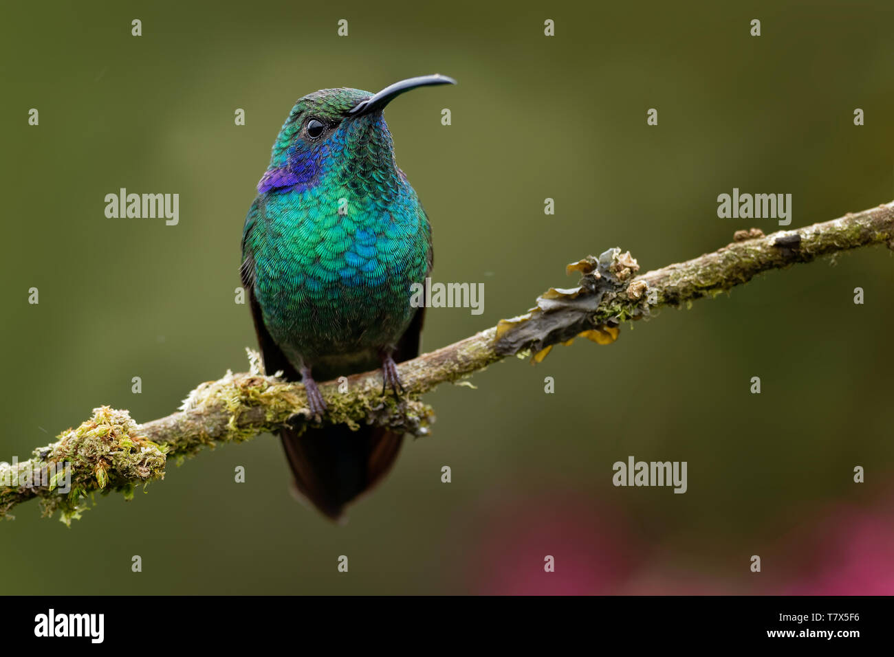 Green (Mexican) Violet-ear - Colibri thalassinus medium-sized, metallic green hummingbird species found in areas from Mexico to Nicaragua. Stock Photo
