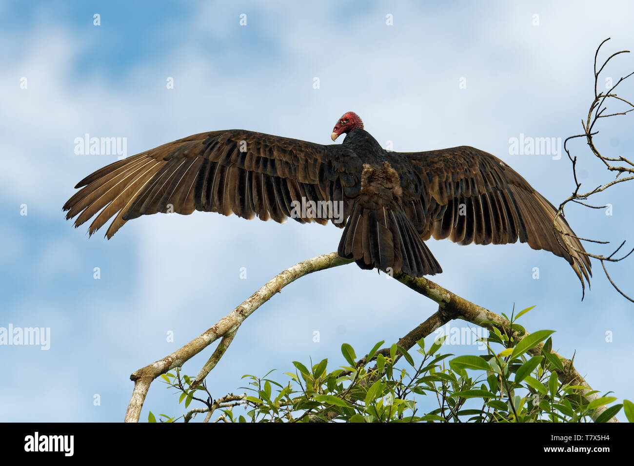 Turkey Vulture Cathartes aura also known as the turkey buzzard and in