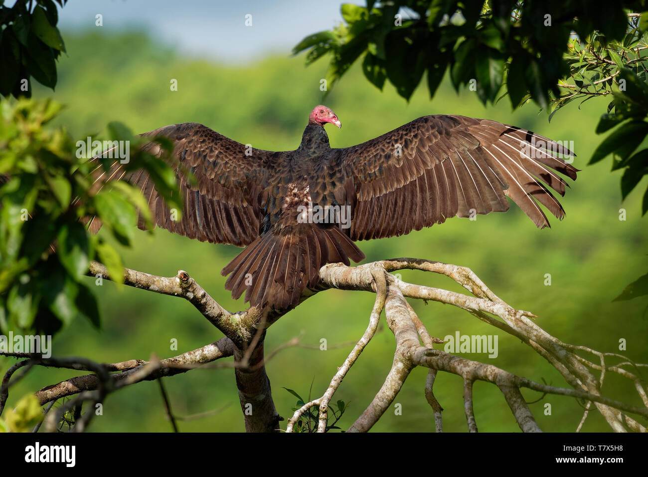 Turkey Vulture Cathartes aura also known as the turkey buzzard and in some areas of the