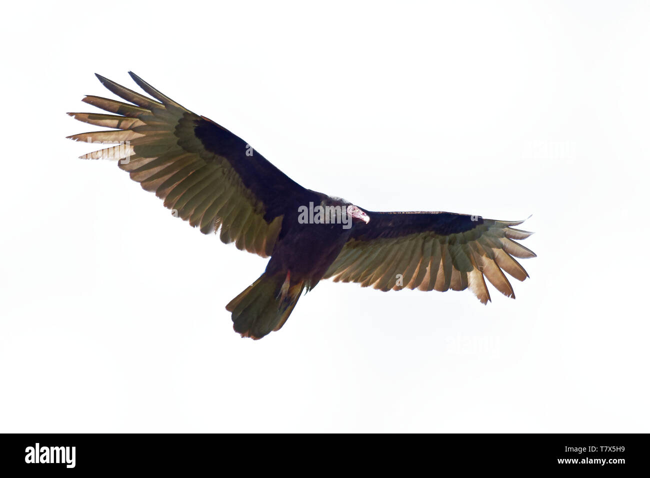 Turkey Vulture - Cathartes aura also known as the turkey buzzard and in some areas of the Caribbean as the John crow or carrion crow, is the most wide Stock Photo