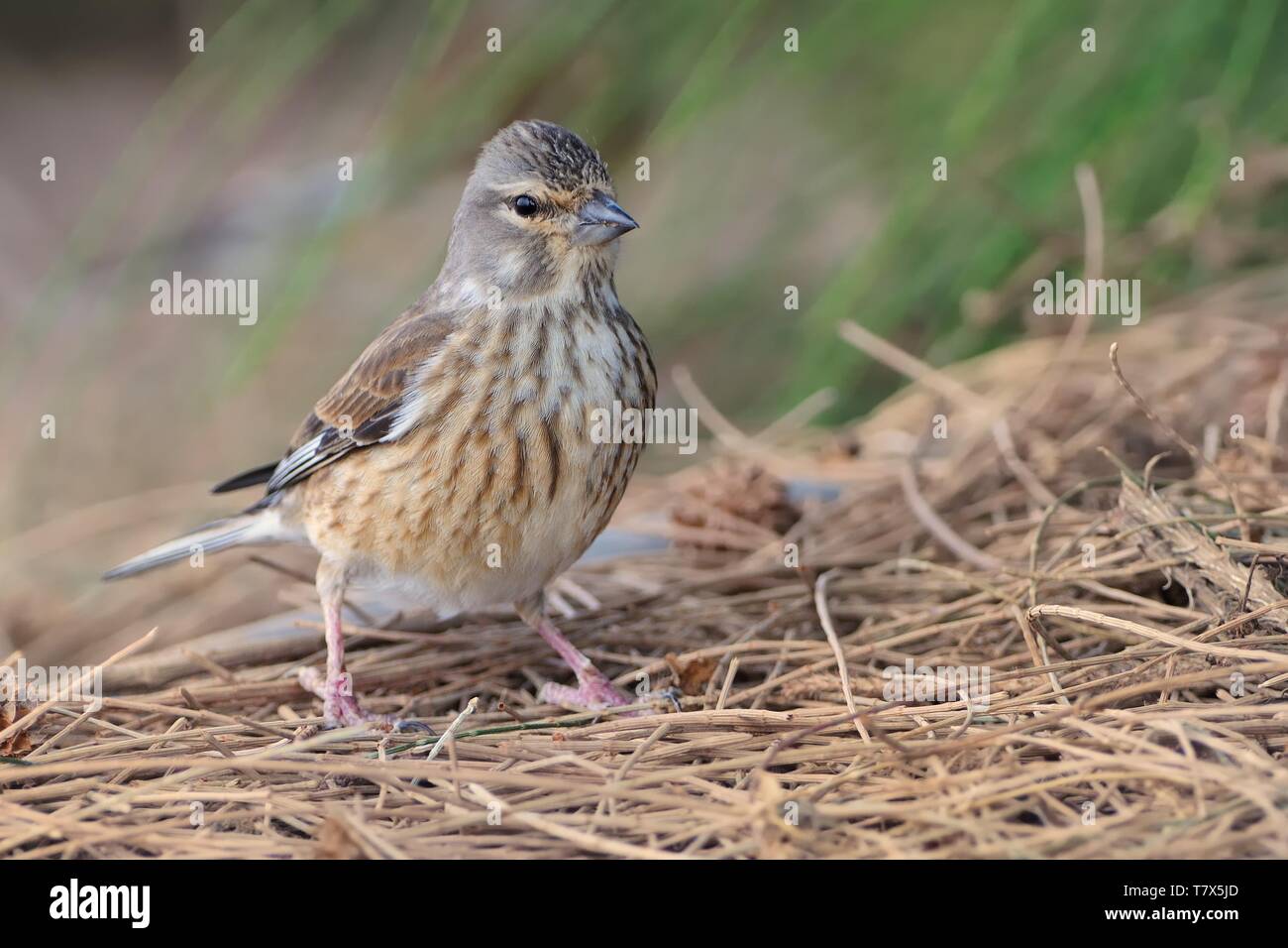 Eurasian Linnet - Carduelis cannabina female on the ground Stock Photo