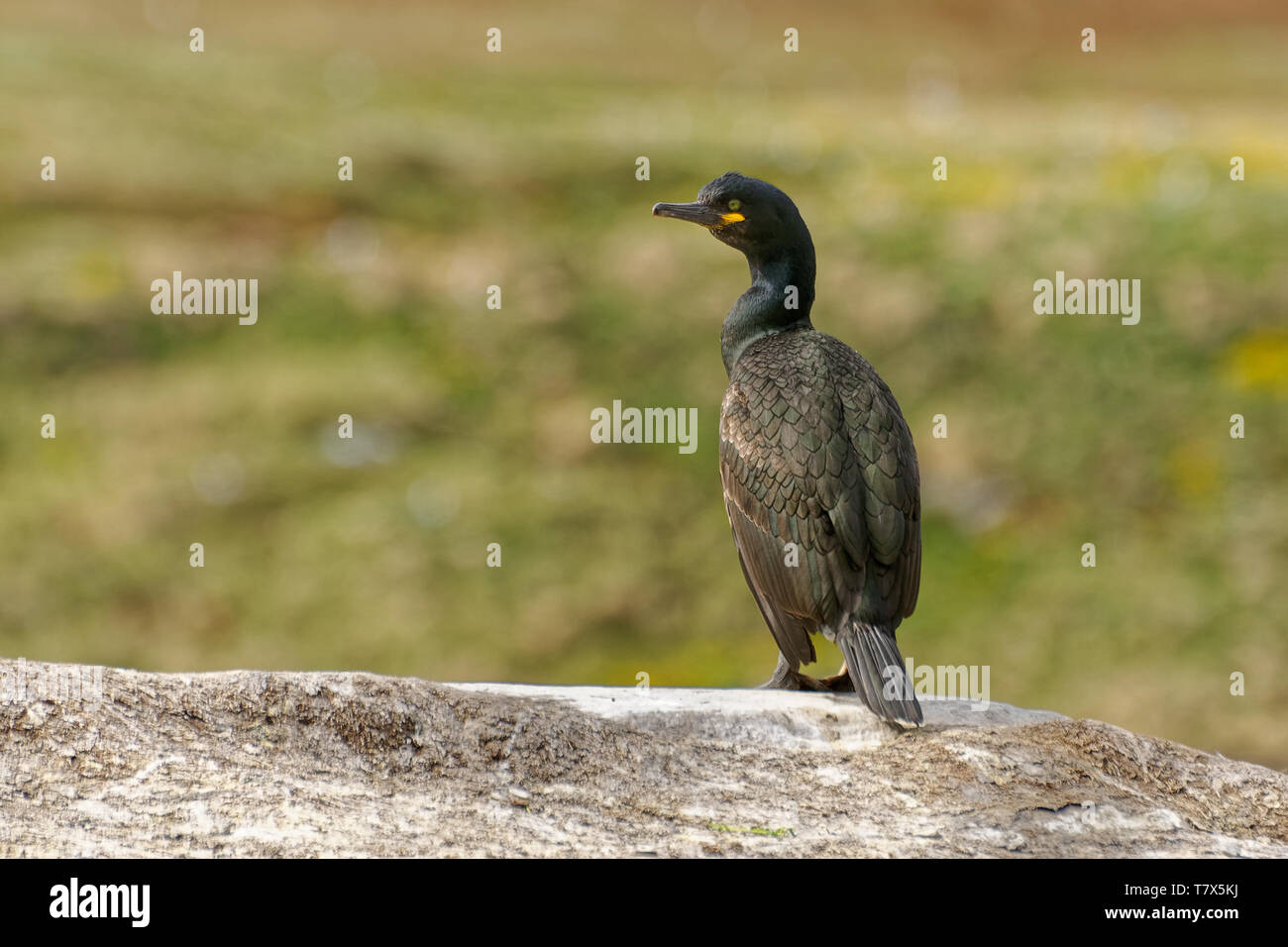 European Shag -  Phalacrocorax aristotelis is a species of cormorant. It breeds around the rocky coasts of western and southern Europe, southwest Asia Stock Photo