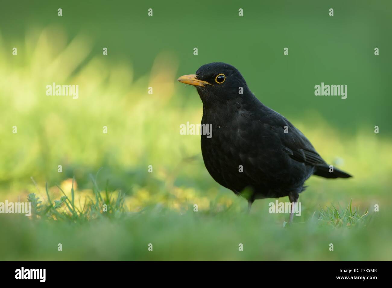 Eurasian Blackbird - Turdus merula  species of true thrush. It breeds in Europe, Asia, and North Africa, and has been introduced to Australia and New  Stock Photo