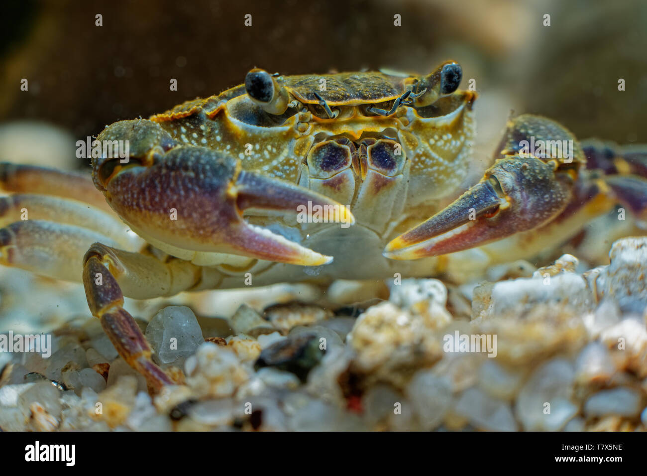 Freshwater Crab - Potamon fluviatile living in wooded streams, rivers and lakes in Southern Europe. Stock Photo
