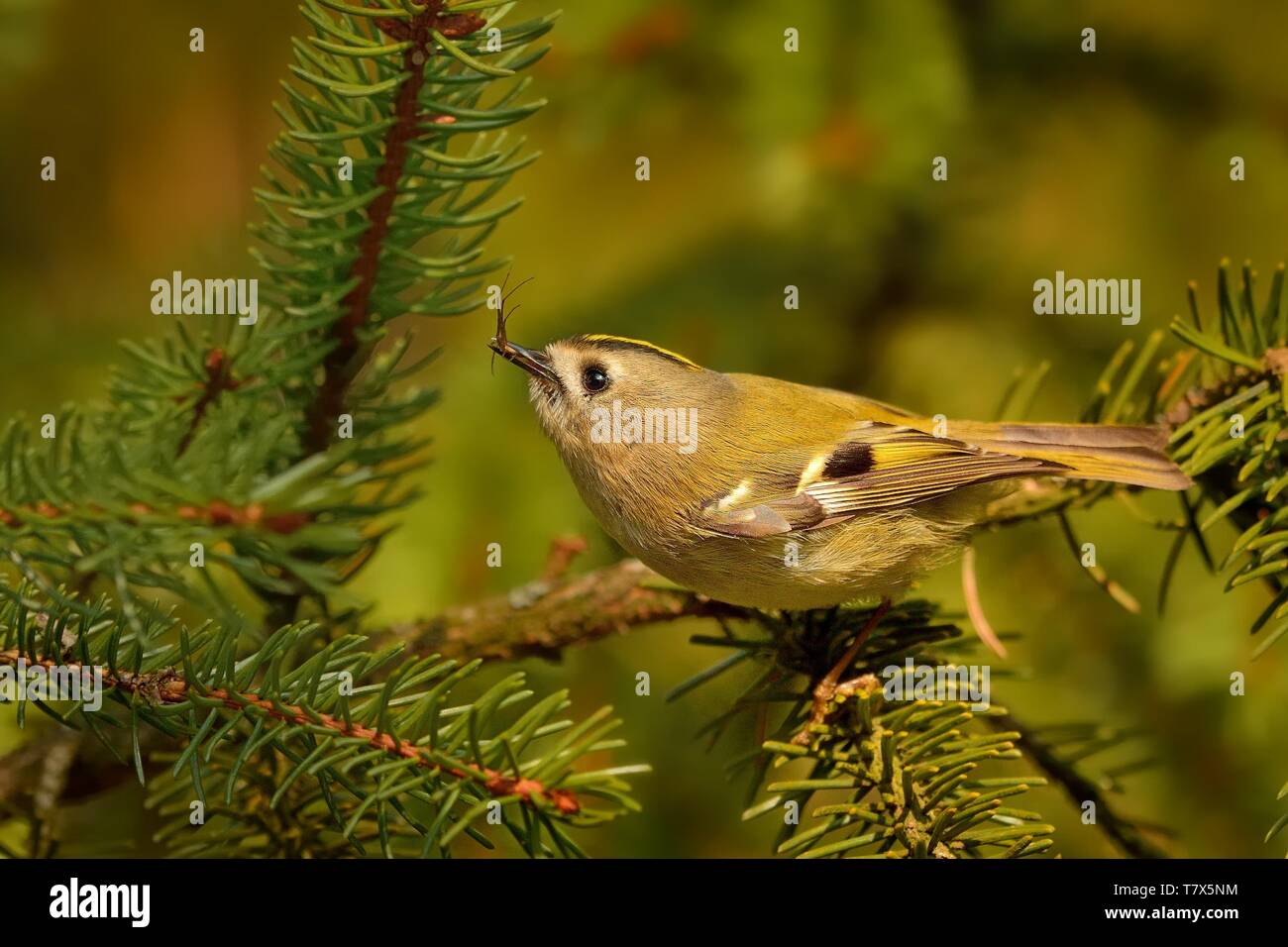 Goldcrest - Regulus regulus sitting on the branch of the spruce with the insect in the beak. Stock Photo