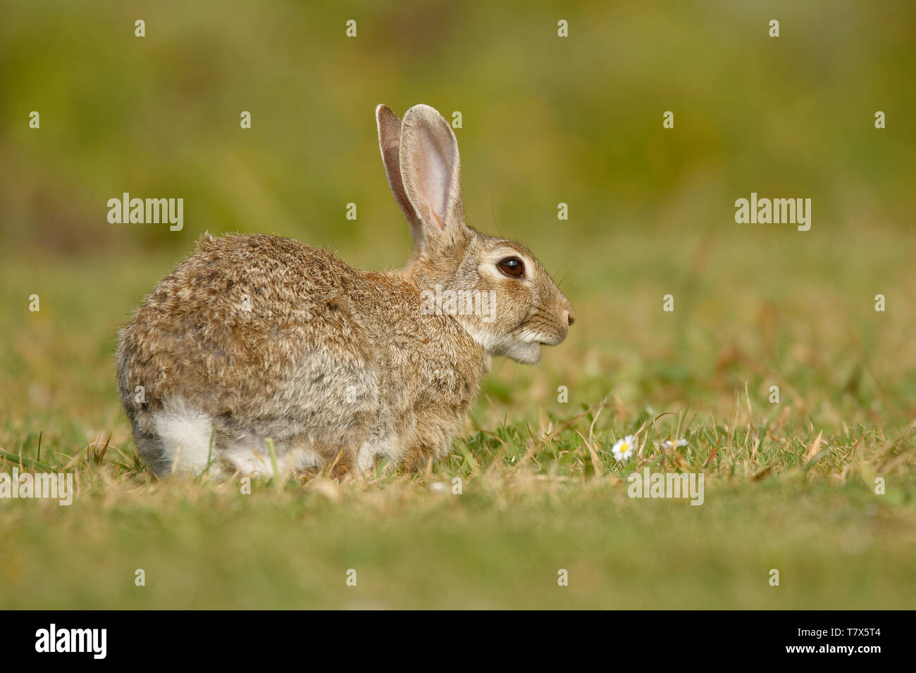 European rabbit australia hires stock photography and images Alamy