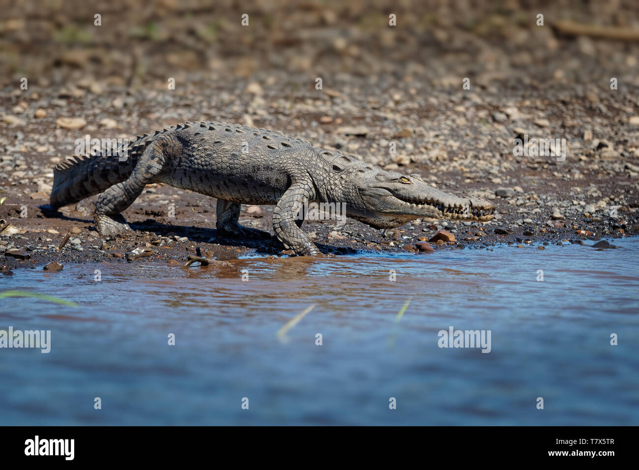 American Crocodile - Crocodylus acutus species of crocodilian found in the Neotropics. It is the most widespread of the four extant species of crocodi Stock Photo
