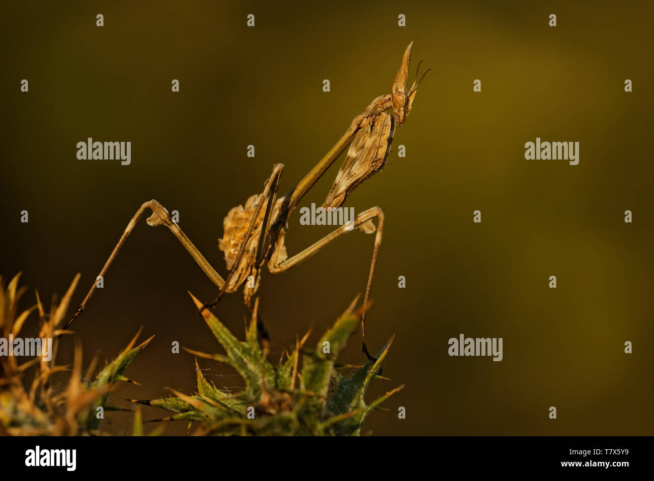 Conehead Mantis Empusa Pennata Mantis Palo In Spanish Genus Empusa Found In Spain Portugal Iran France Lebanon Central And Southern Italy Stock Photo Alamy