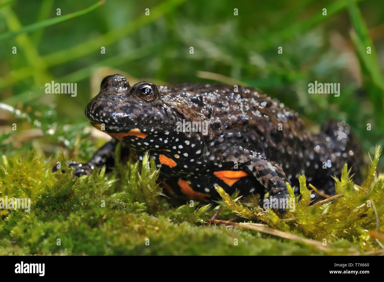 The European fire-bellied toad (Bombina bombina) captured close up in moss. Stock Photo