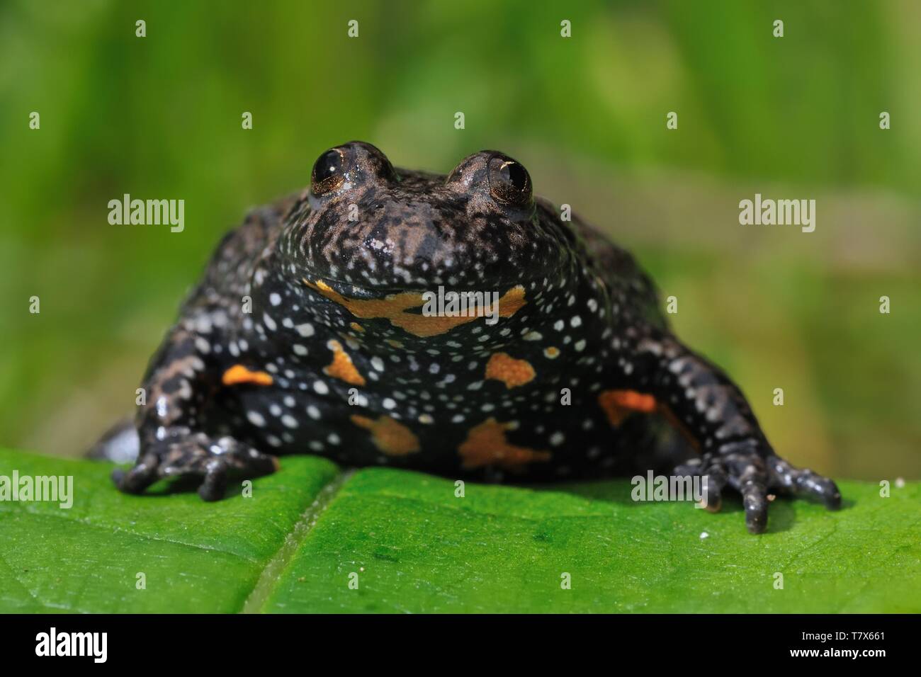 The European fire-bellied toad (Bombina bombina) captured close up on the leaf. Stock Photo