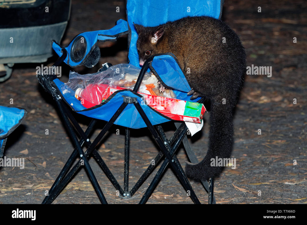 Common Brush-tailed Possum - Trichosurus vulpecula -nocturnal, semi-arboreal marsupial of Australia, introduced to New Zealand. Stealing food in the c Stock Photo