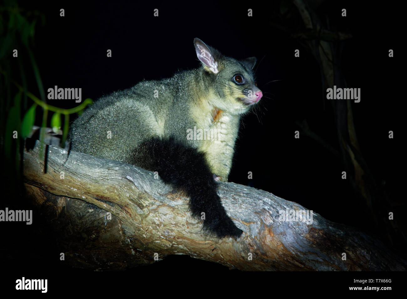 Common Brush-tailed Possum - Trichosurus vulpecula -nocturnal, semi-arboreal marsupial of Australia, introduced to New Zealand. Stock Photo