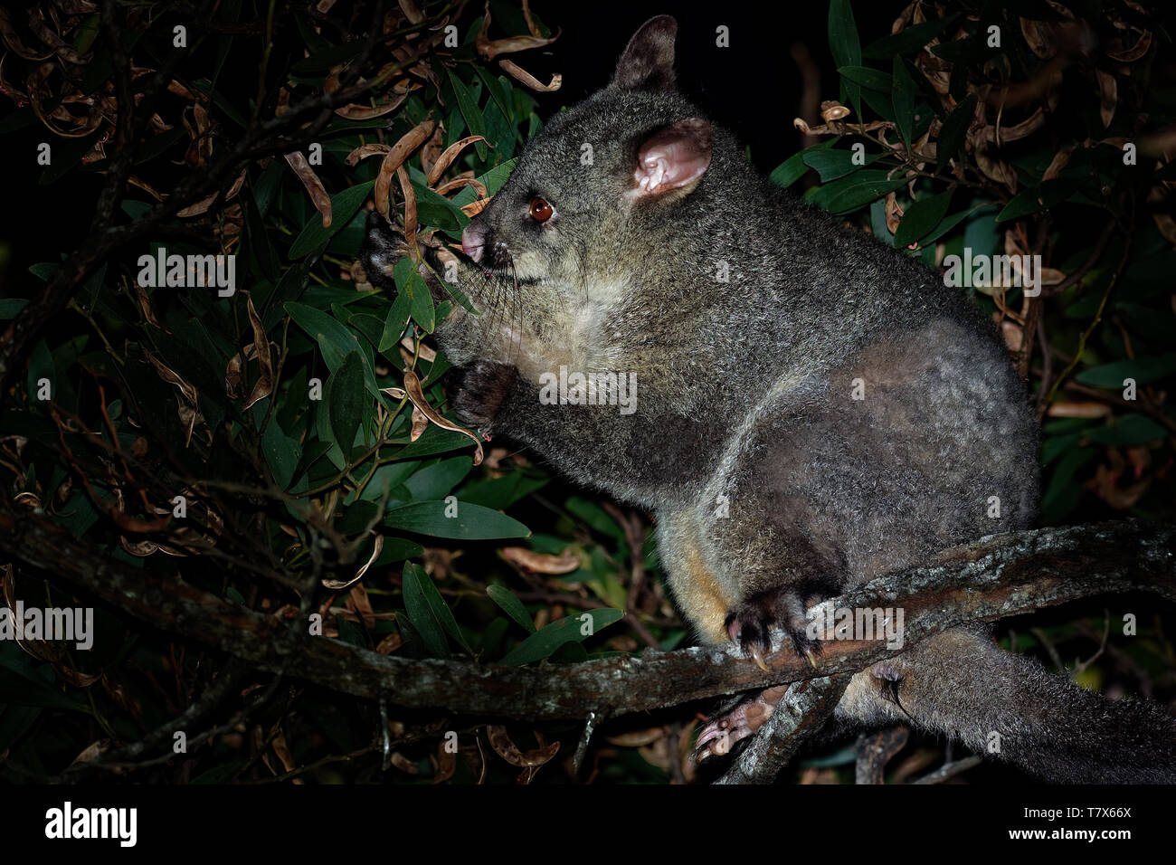 Common Brush-tailed Possum - Trichosurus vulpecula is nocturnal marsupial living in Australia and introducted to New Zealand, eating eucalyptus leafs  Stock Photo