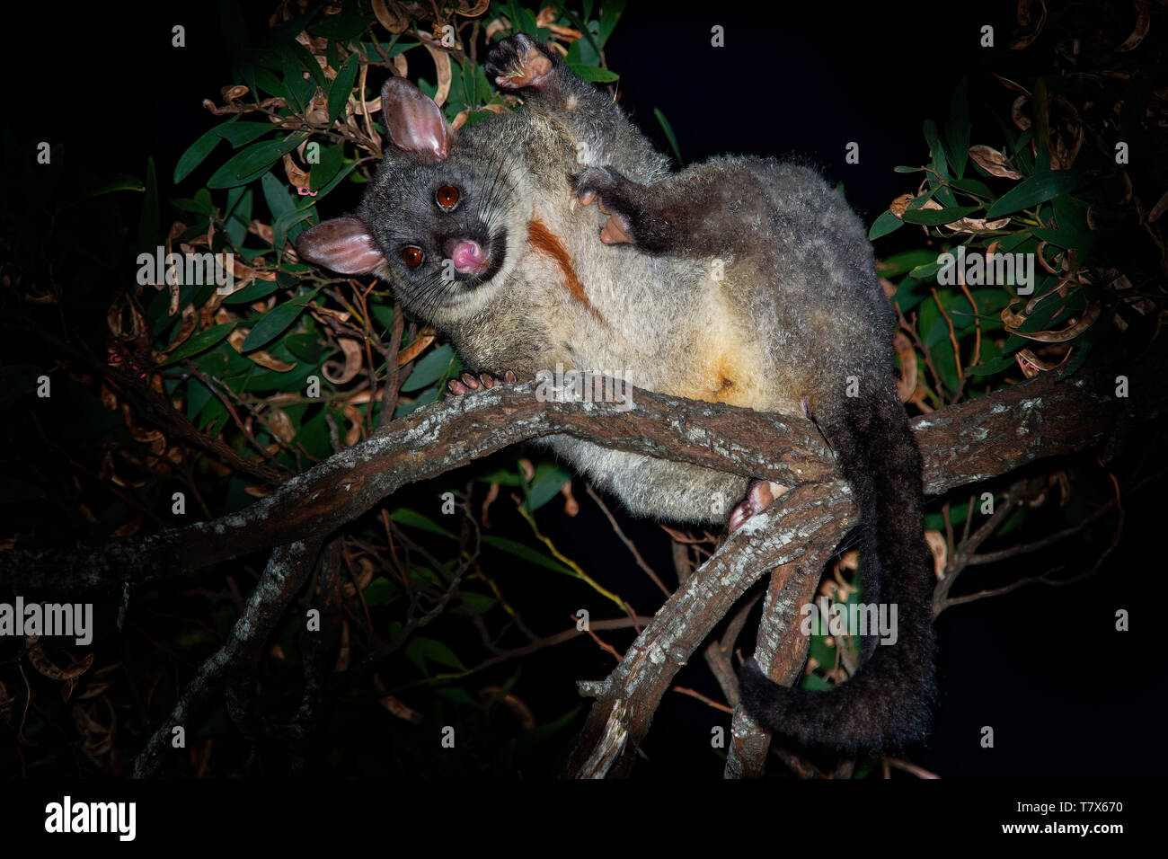 Common Brush-tailed Possum - Trichosurus vulpecula is nocturnal marsupial living in Australia and introducted to New Zealand, eating eucalyptus leafs  Stock Photo