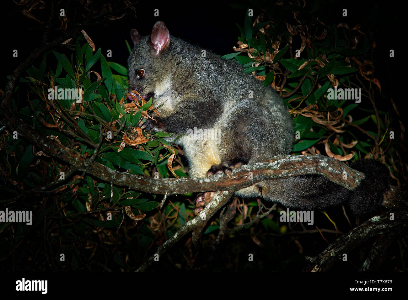 Common Brush-tailed Possum - Trichosurus vulpecula is nocturnal marsupial living in Australia and introducted to New Zealand, eating eucalyptus leafs  Stock Photo