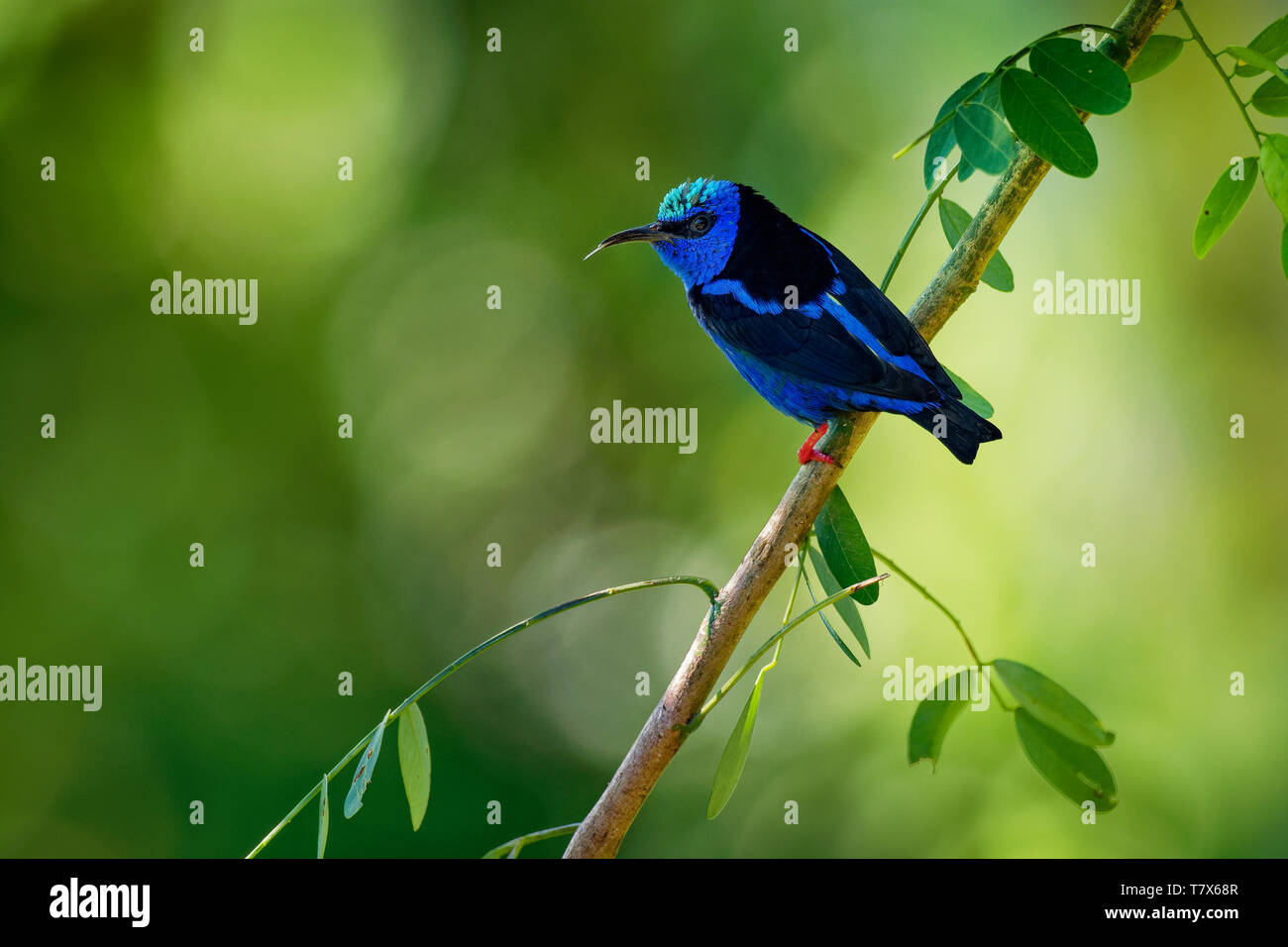 Red-legged Honeycreeper - Cyanerpes cyaneus  small songbird species in the tanager family (Thraupidae),in the tropical New World from southern Mexico  Stock Photo
